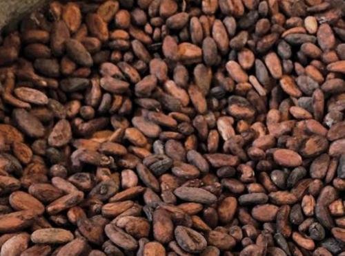 Cocoa Beans